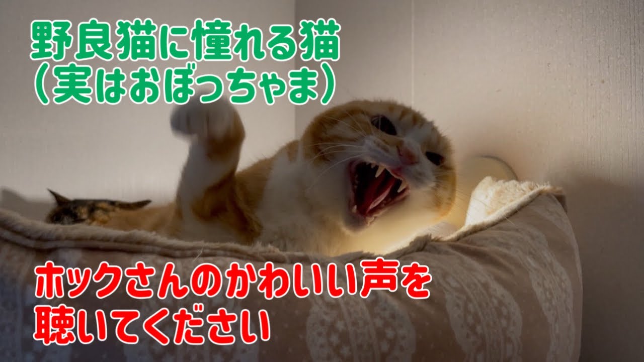 平和な園長宅とヤツ！（普段の様子をチラッと見せます）