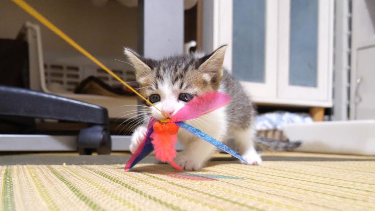 子猫のニャーニャー隊がお腹いっぱいになった後は、猫じゃらしに夢中になってしまう【赤ちゃん猫　保護猫】