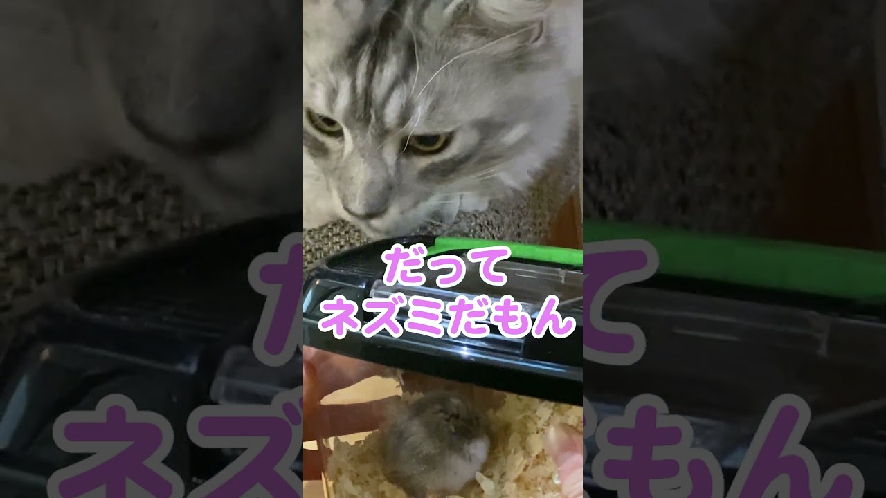 ネズミを怖がる大型猫#メインクーン#shorts