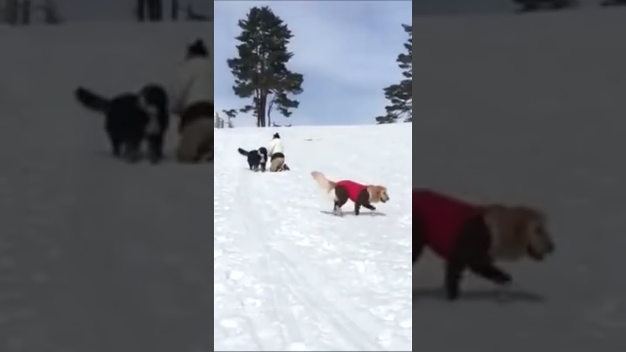 2017年？シナ＆ミル＆ハイジ＆コムちゃん　近所で平和すぎるスノーシュー＆ソリ遊び