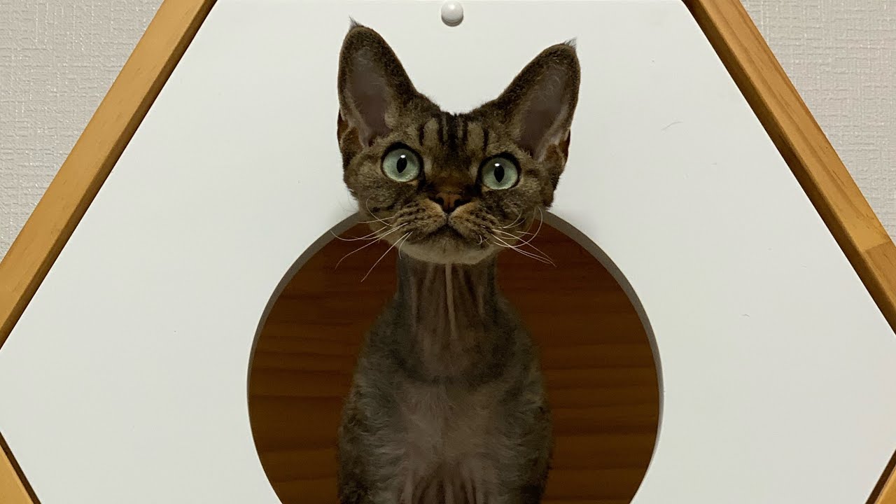 デボレックス兄弟の最近の癒しの写真集です(A collection of recent photos of Devon Rex brothers)