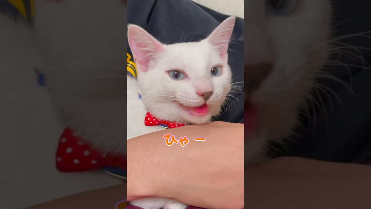 大好きな次男におとなしく抱っこされる弟猫が可愛いすぎる