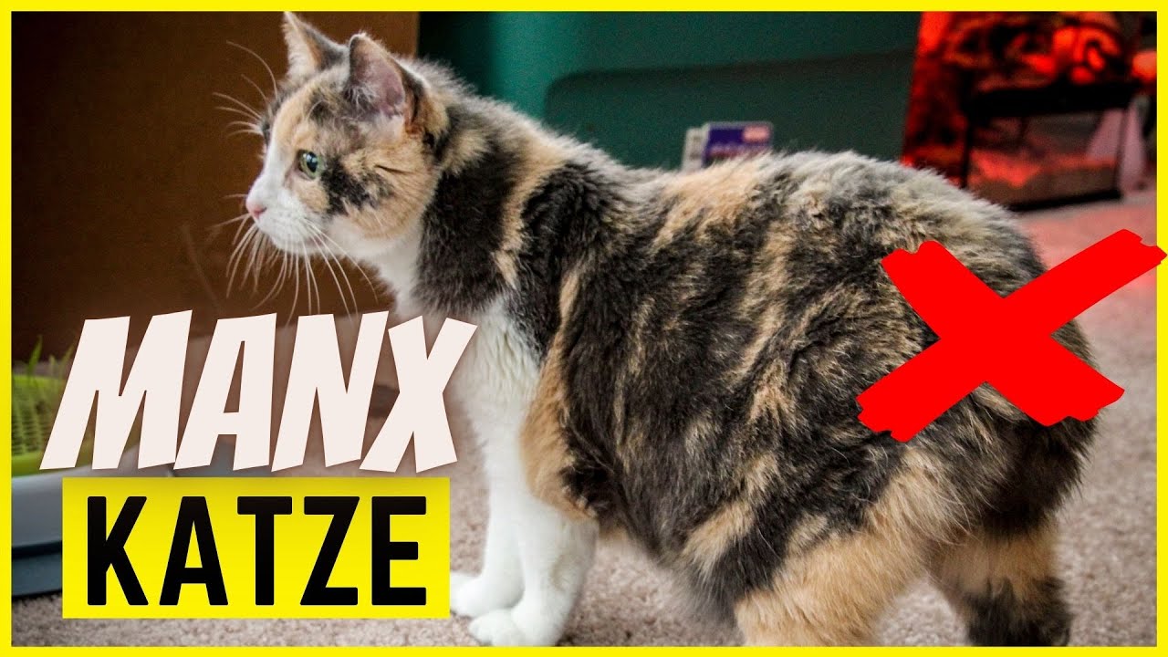 MANX KATZE | Charakter, Besonderheiten & Gesundheit der Katze ohne Schwanz