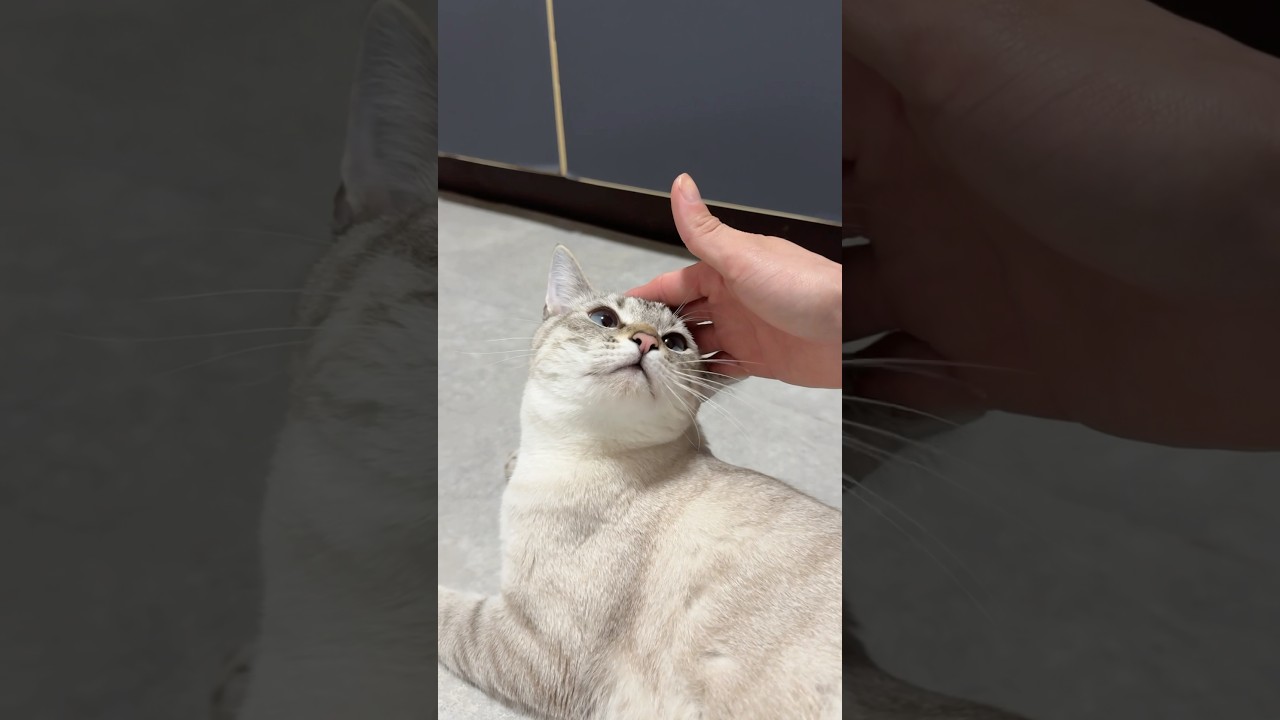 嫌だったみたいwww　#シャムトラ #元保護猫 #シャムミックス  #cat #猫耳 #kitten  #猫耳 #siamesemix
