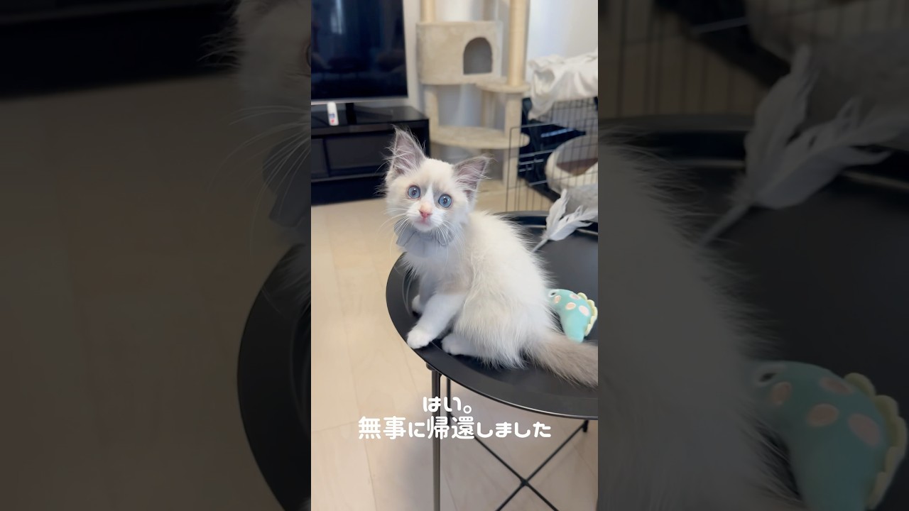 #ラグドール#ラグドール子猫#ブルーポイントバイカラー#子猫#猫#ragdoll#cat#kitty#kitten