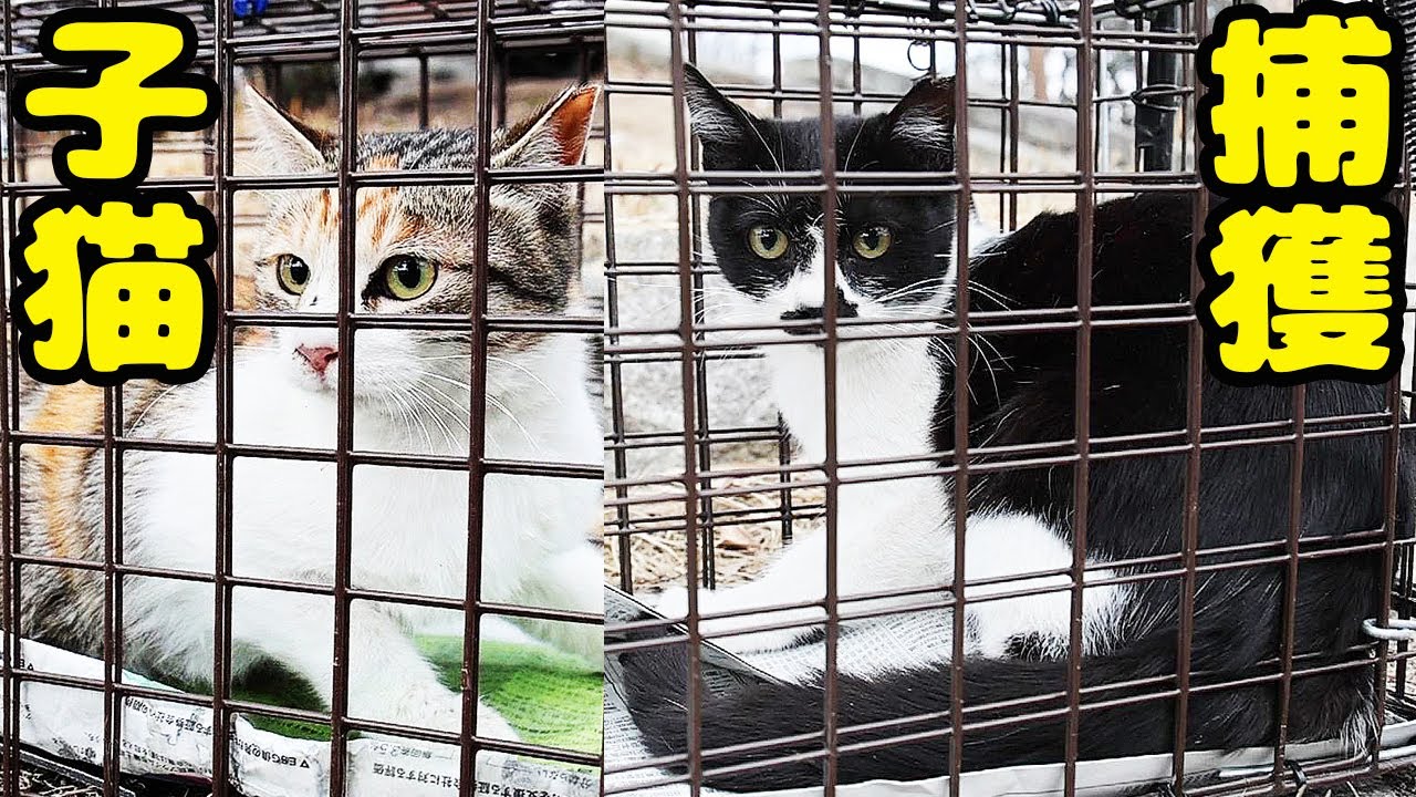 メス子猫の捕獲理由とは？