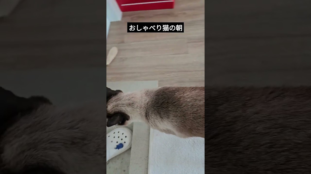 朝から散歩をねだるおしゃべり猫がこちら。 #シャム猫ひおろ #cat