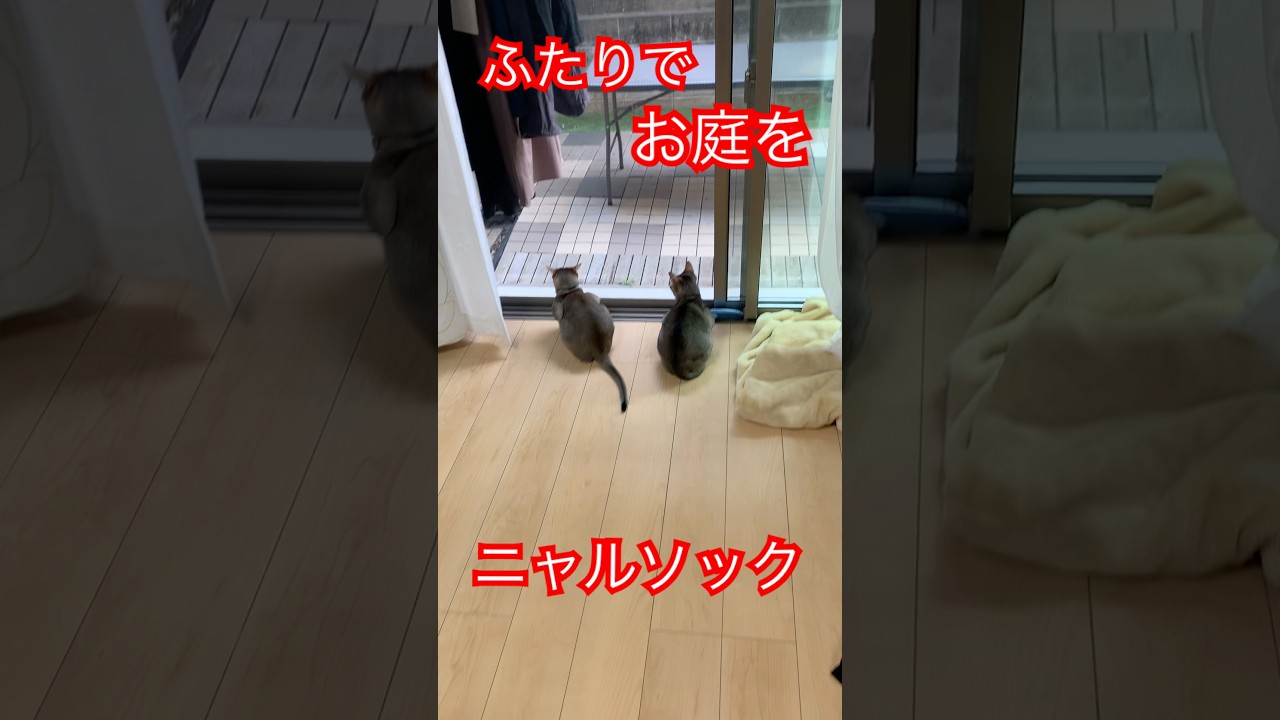ニャルソック　＃シンガプーラ