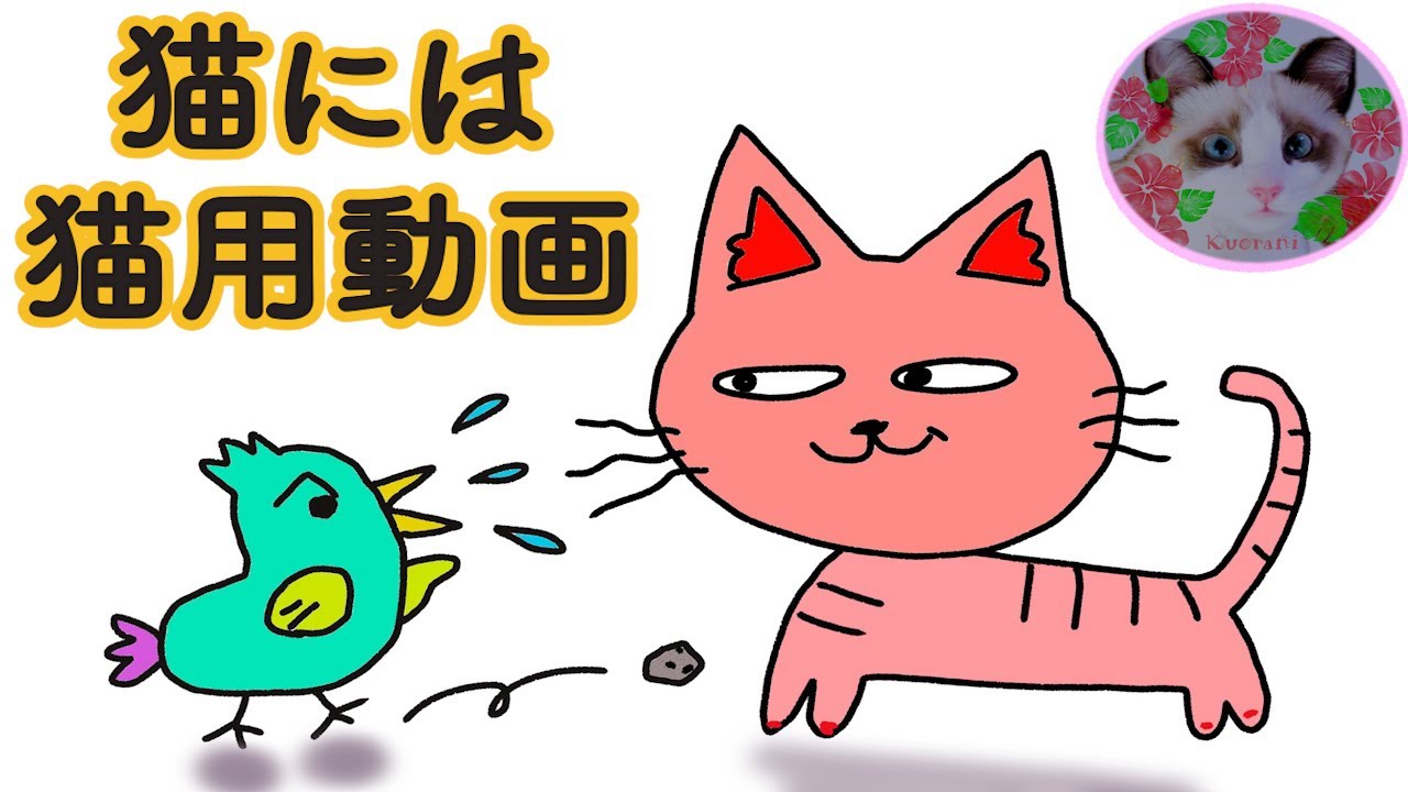 【猫が見るテレビ】鳥ビデオ見るスノーシュー猫  Cat watching a video of a bird