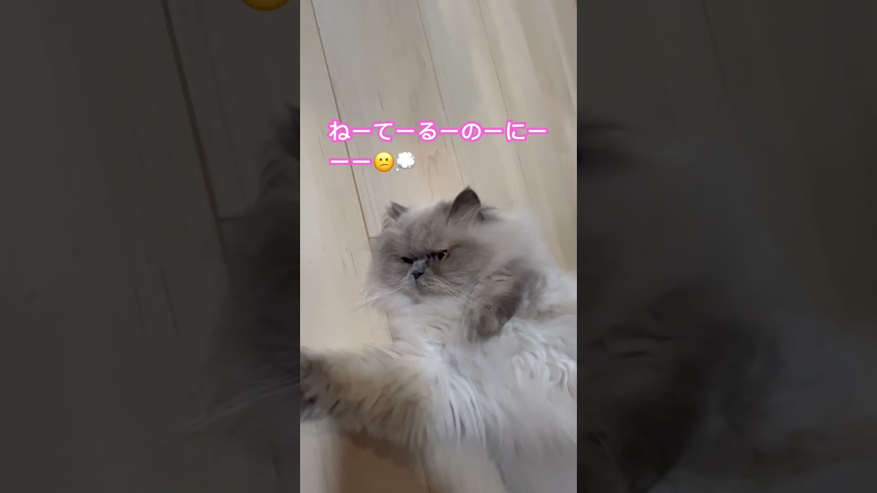 ぶっ倒れてるヒマラヤンのマーベル🐈  #shorts #うちのにゃんこ #ねこ #マーベル #ヒマラヤン #cat #かわいい #猫のいる暮らし