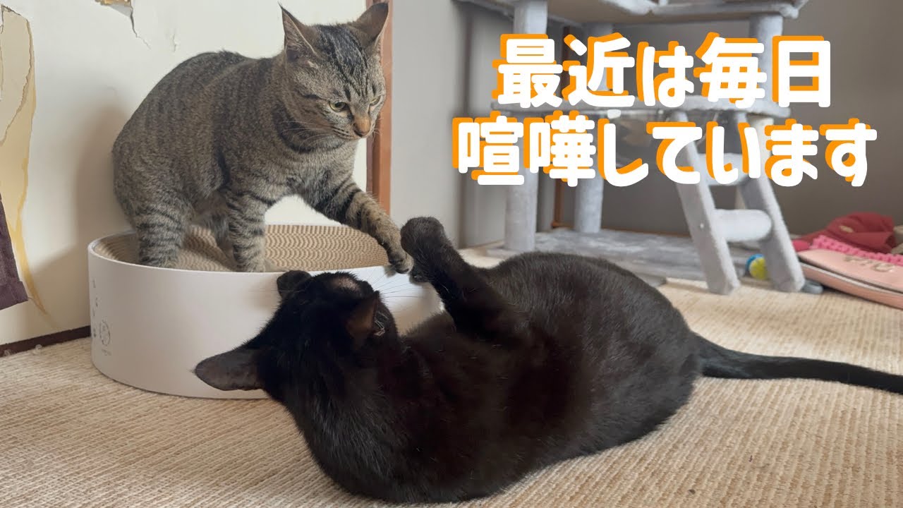 猫の喧嘩、いつも勝敗は決まってます(笑)【元保護猫】