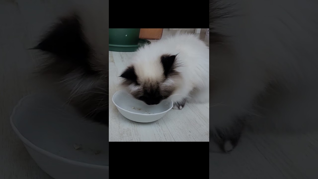 Cats Eating Snacks #shorts