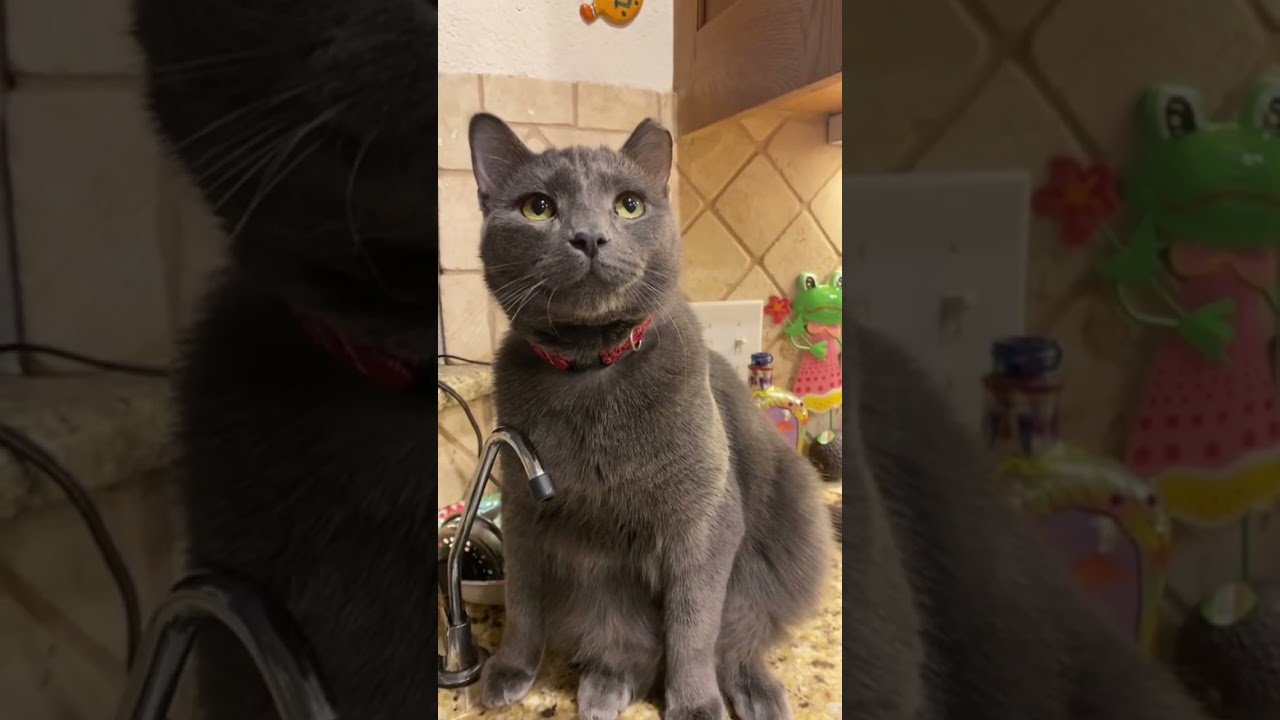 Tucker IS distinguished... 😺