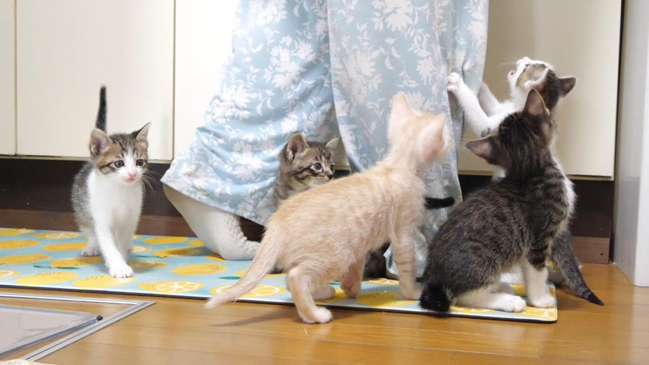 子猫のニャーニャー隊が集結したらまるでニャーニャー合唱団に大変身？【赤ちゃん猫　保護猫】