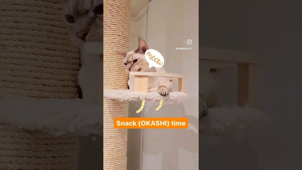 Devon Rex Cat - Snacking time 😺 おやつの時間⏰ #cat #devonrex