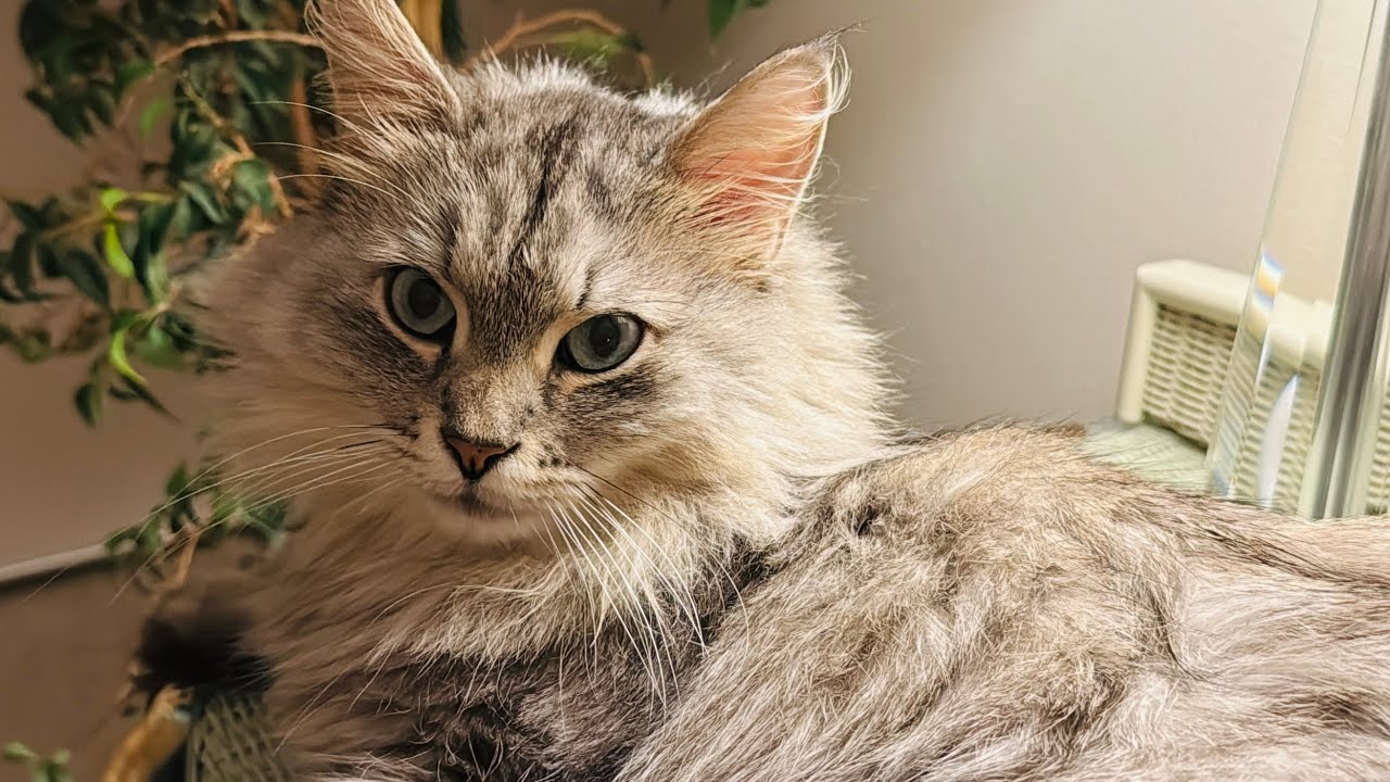 I can watch my beautiful cat all day
