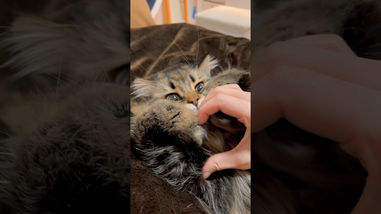 😽🫶😭ア…ア……… #猫 #サイベリアン #ねこ