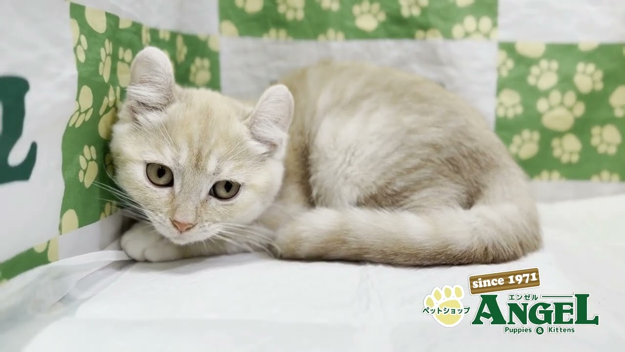 アメリカンカール 2503001 【ペットショップエンゼル　子犬・子猫販売】