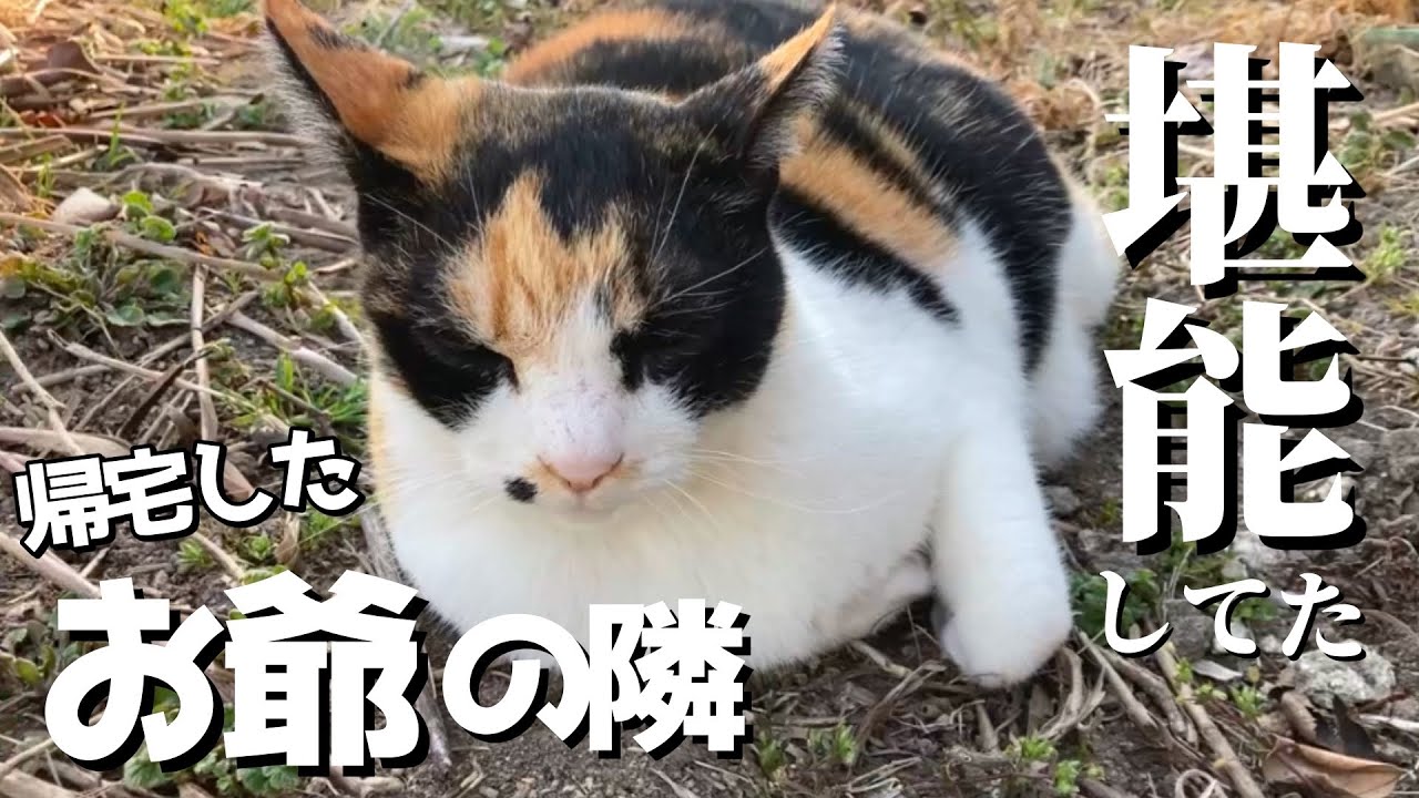 愛する爺が帰ってきたら、畑で隣に居座る三毛猫。そしてニャーニャー喋ってる。