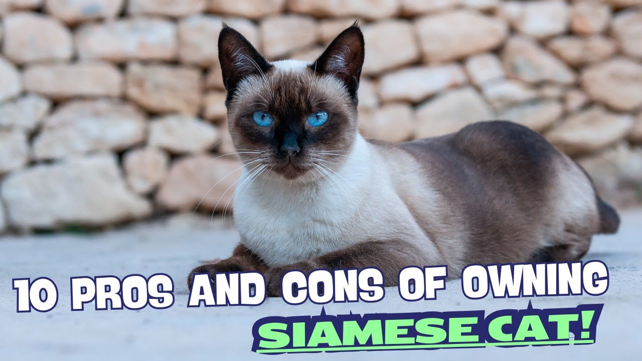 10 Pros and Cons of Owning a Siamese Cat! 😻