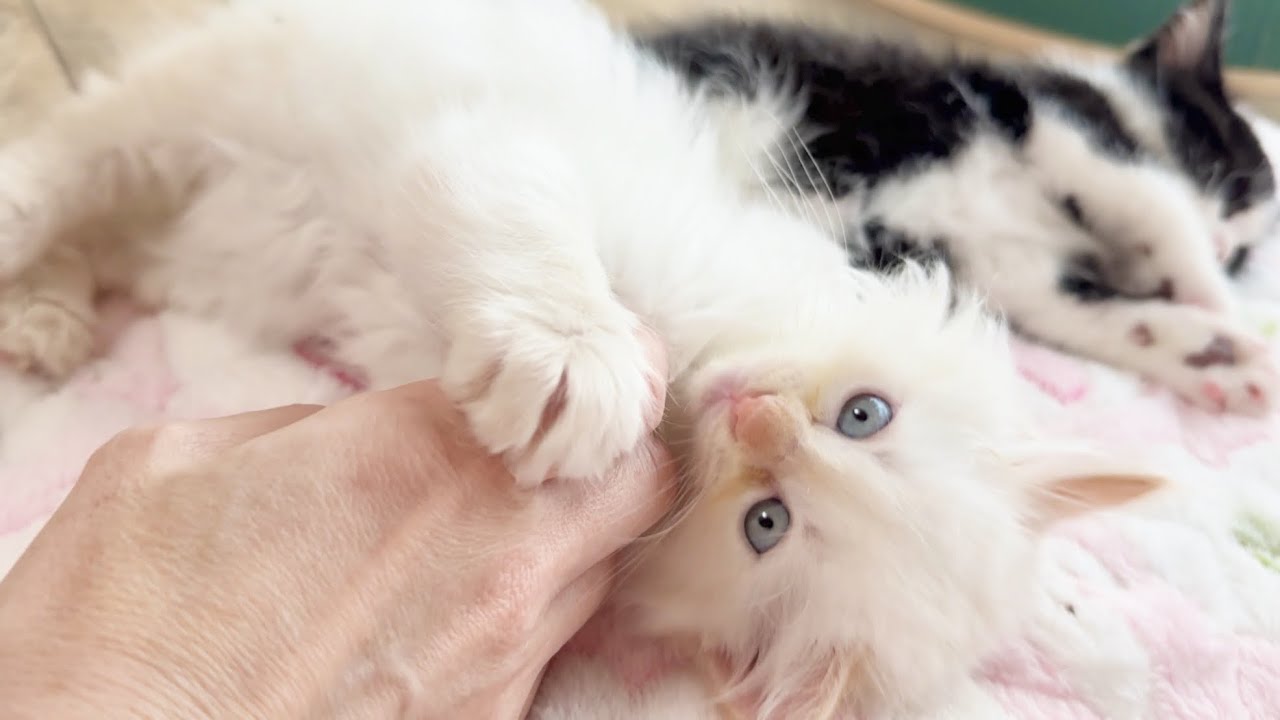 眠くなると甘えに来る子猫たち【お祭り兄弟日記#13】Kittens come to be pampered when they get sleepy.