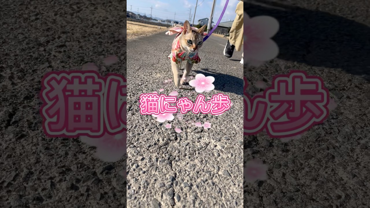 猫のお散歩#shorts #猫 #散歩 #シンガプーラ