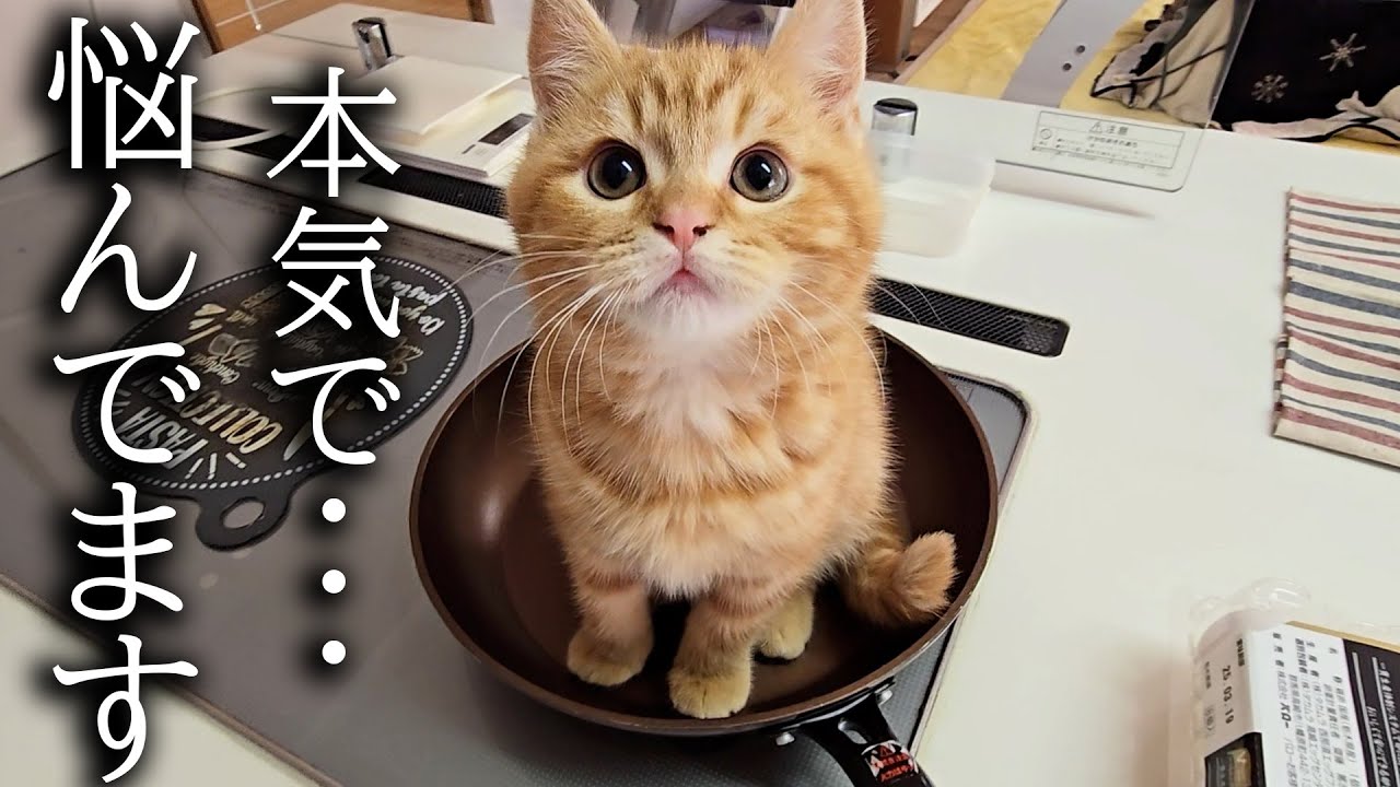 子猫の事で本気で悩んでいます...