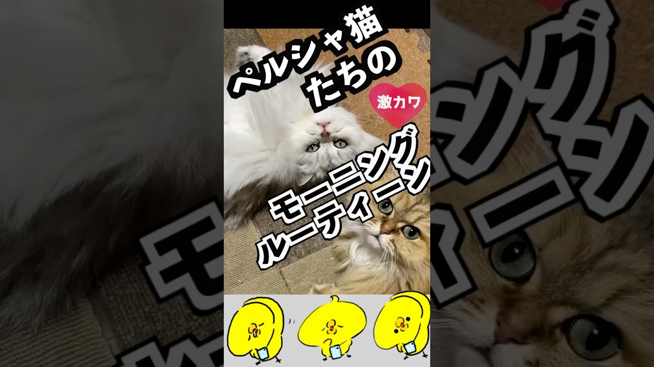 ペルシャ猫たちのモーニングルーティンが可愛い過ぎて朝から癒されまくっちゃいます#モーニングルーティン #ペルシャ猫#persiancat