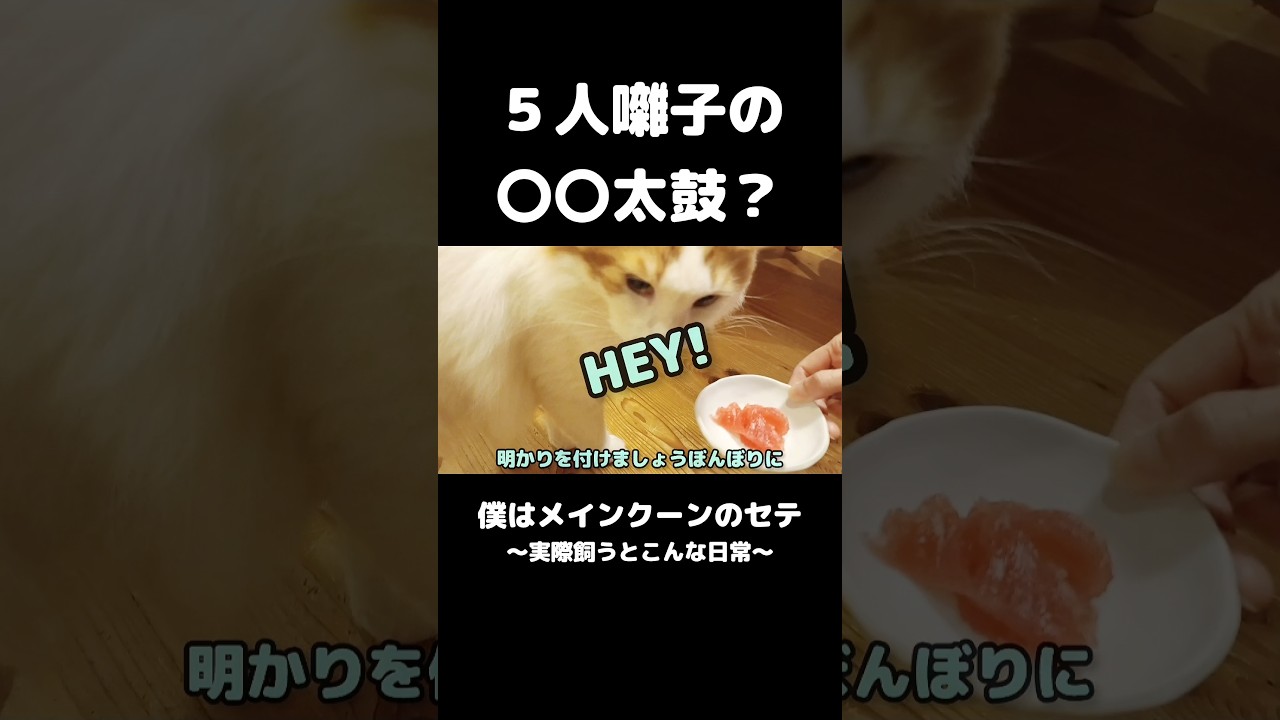 クセ強お雛様 #メインクーン #猫 #ねこ #猫のいる暮らし #猫のいる生活 #mainecoon #cat