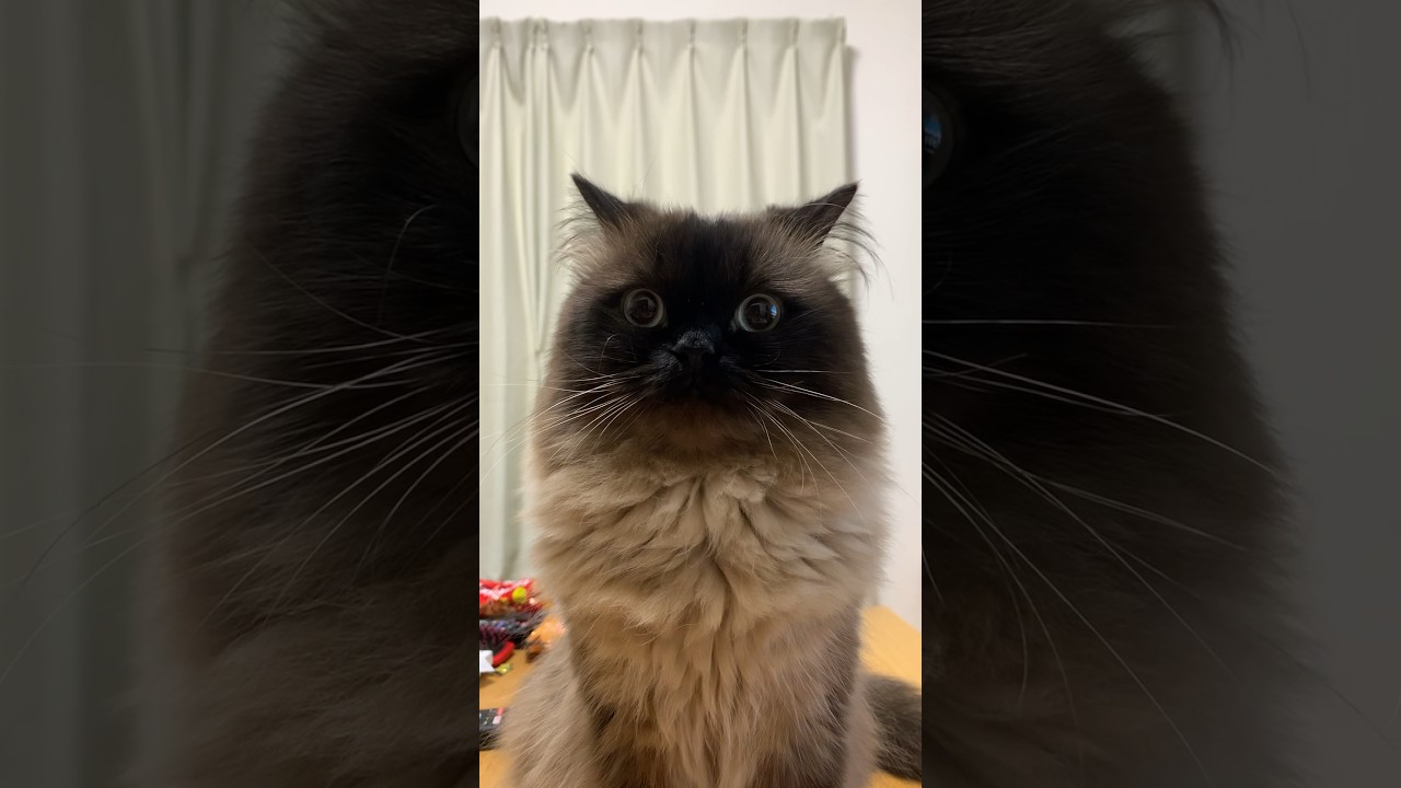 今日のげんたくん #猫 #ヒマラヤン #猫のいる生活 #shorts