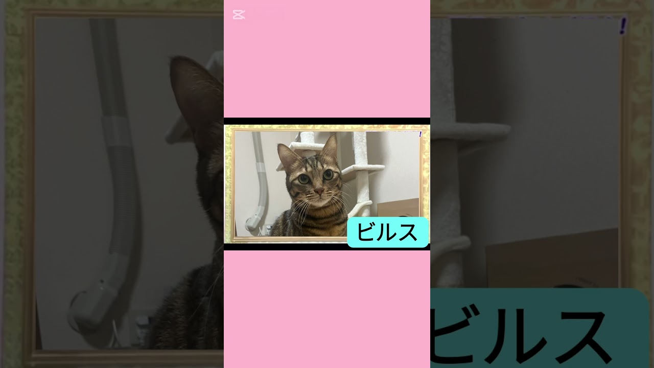 ついにあの番組に出演😻 #shorts #猫のいる暮らし #保護猫 #cat