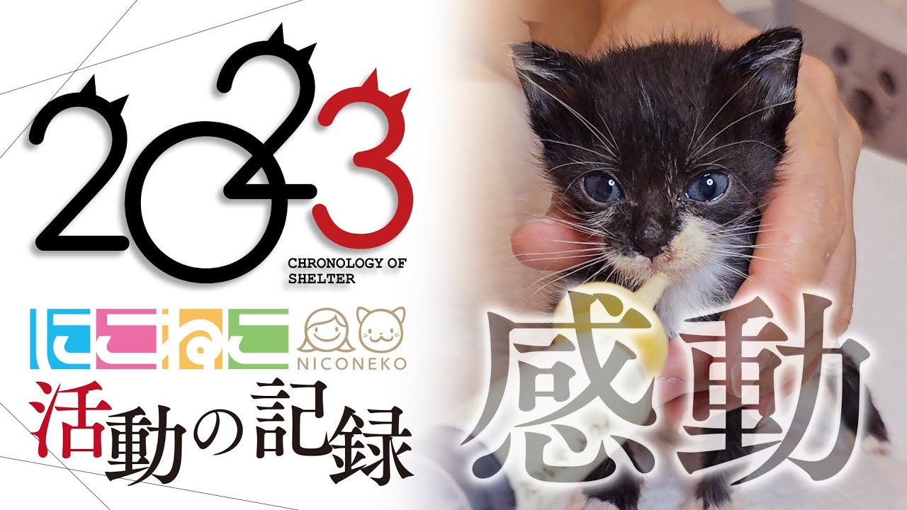 【感動】2023年に保護された40匹の猫たち...出会いと別れ、笑顔と涙。【にこねこ保育園】活動記録 2023