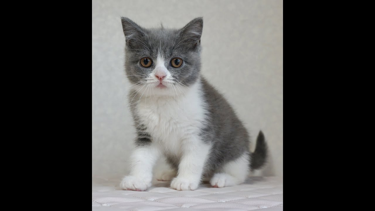 ブリティッシュショートヘアー子猫　British Shorthair　2024.12.14産まれ　ブルー＆ホワイト　男の子　シーダキャット猫のお店