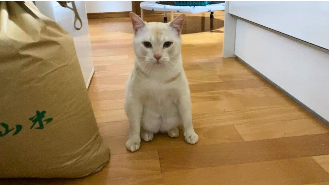 お腹がお尻みたいな猫を発見しました
