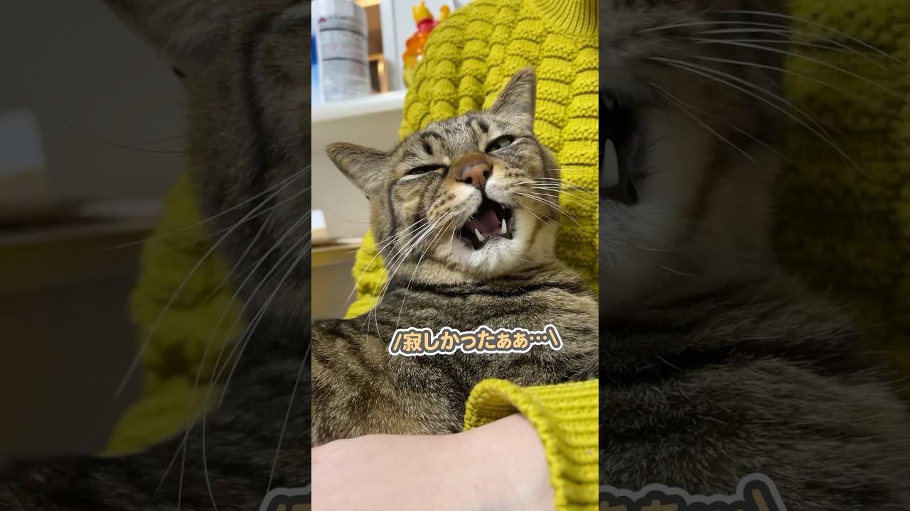 ママに甘える猫を撮っていたら、「邪魔するなぁ…」とガチギレされました…
