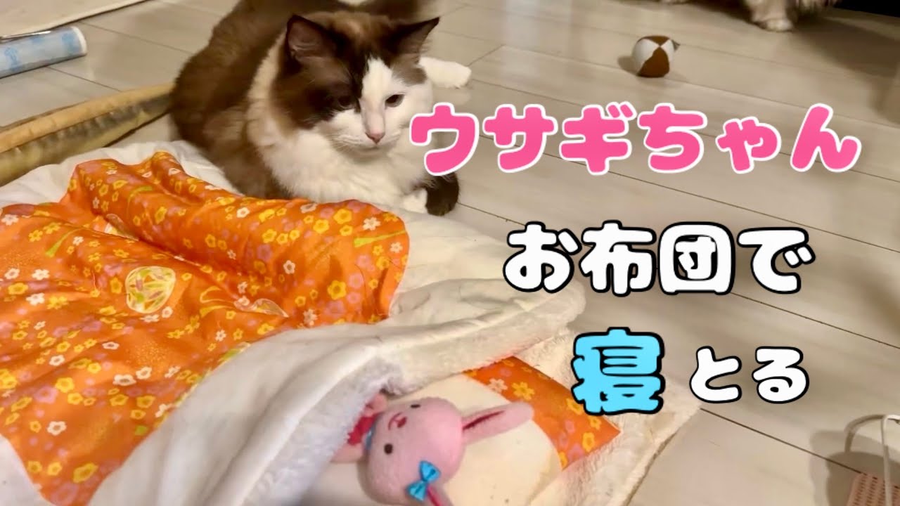 【子なし夫婦】旦那の怪しさに気持ちええほどドン引きする猫たちがラブ🩷