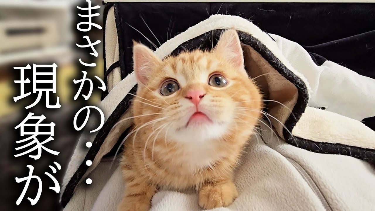 子猫と犬と一緒にこたつに入ったら幸せすぎました...