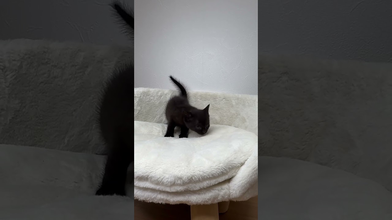 ボンベイ ブラックカラーの女の子❤