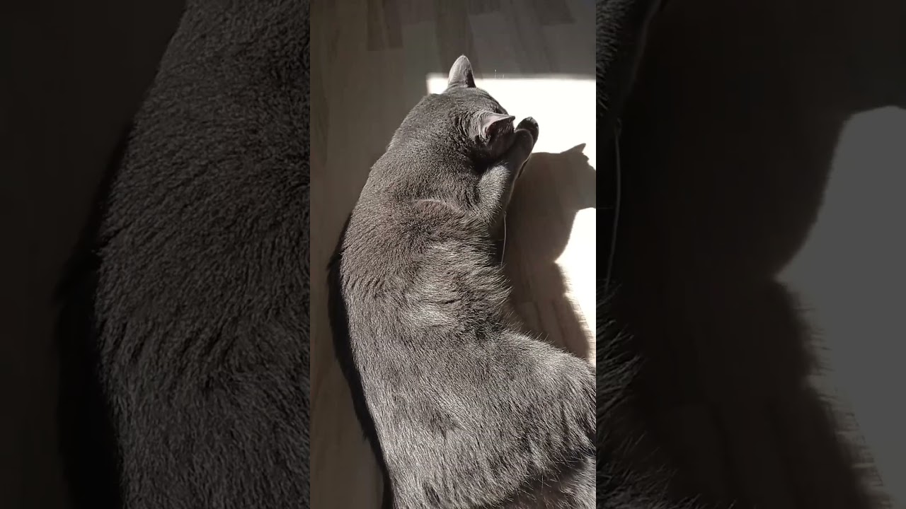 "Silver’s Playtime – The King of Fun! 🐾😻"