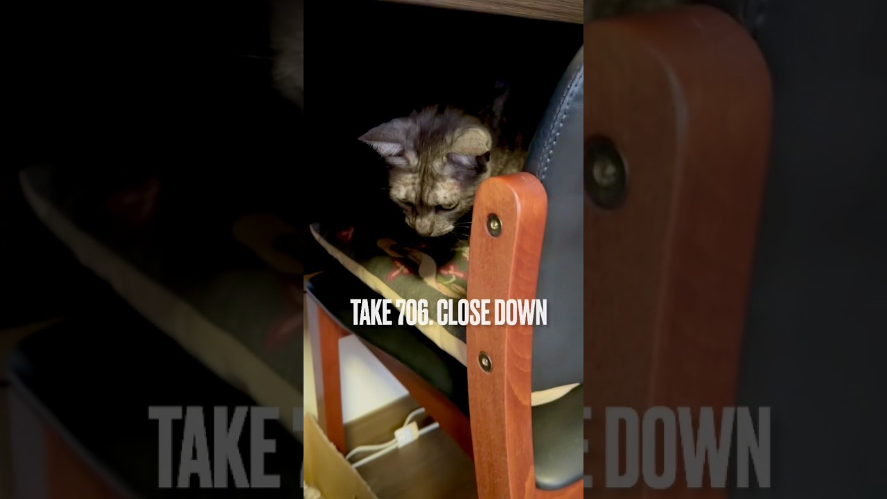 PC仕事の邪魔したら、あたちまで仕舞われちゃったにゃ❗️#遊んで攻撃 #甘えん坊猫 #egyptianmaucat #エジプシャンマウの仲間たち #エジプシャンマウスモーク #shorts #閉業