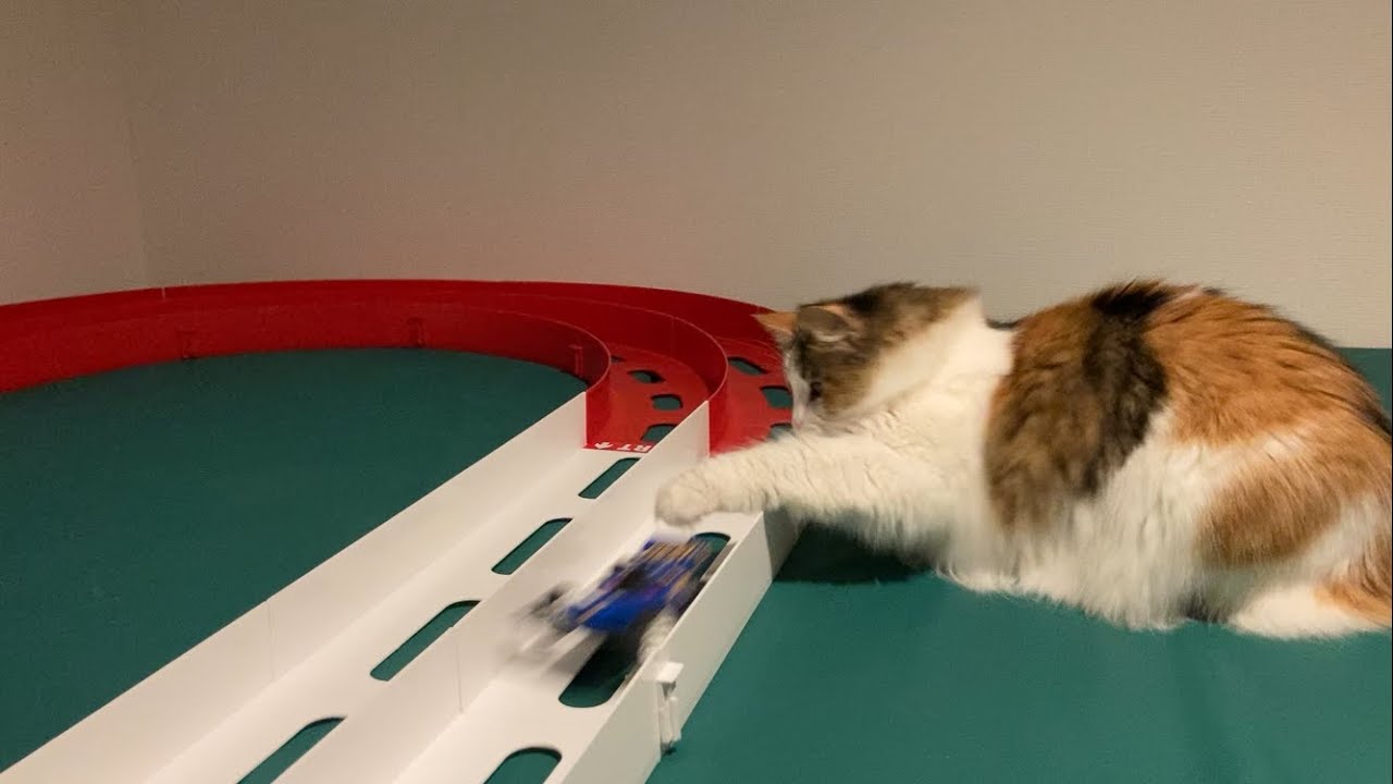 ミニ四駆捕まえたい猫