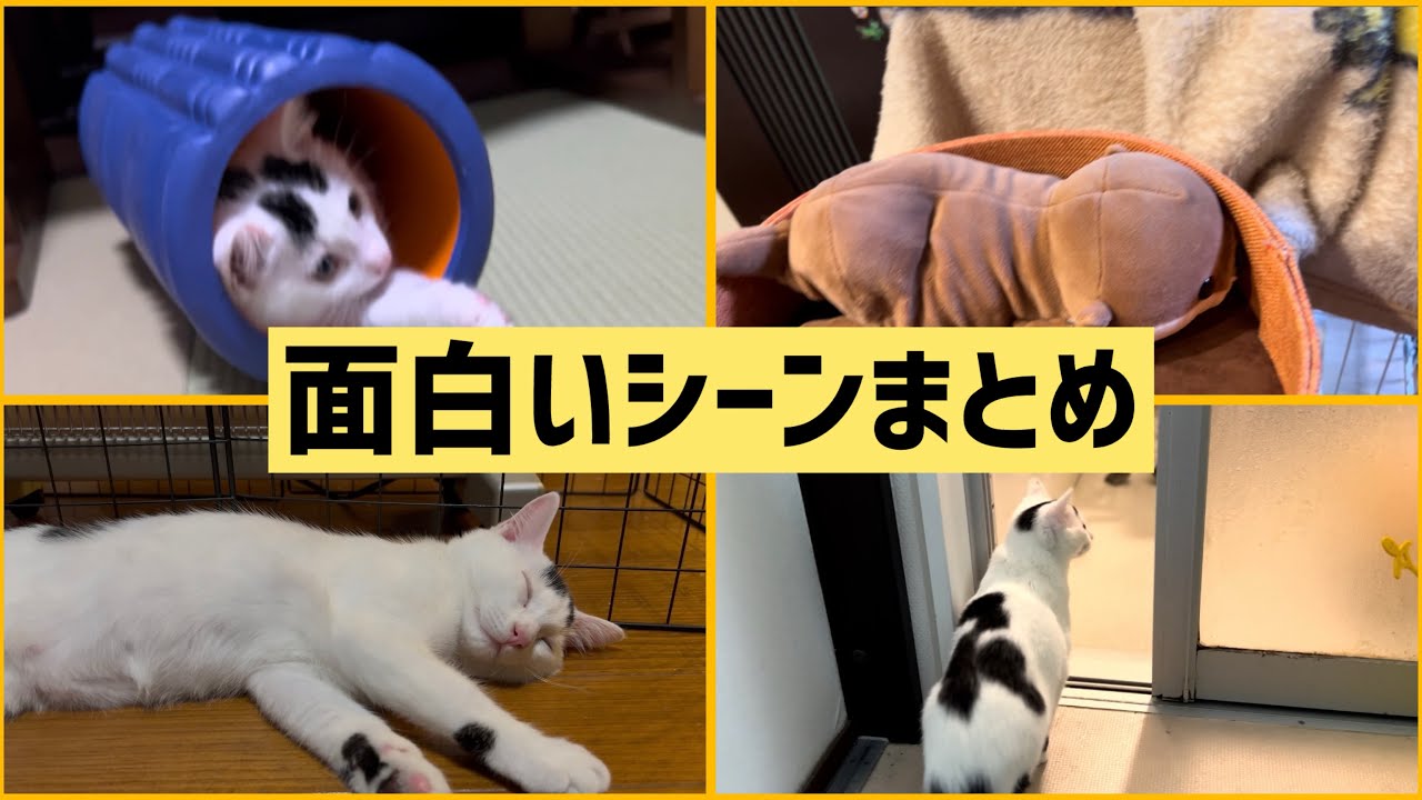 【面白い】クスッと笑える猫の不思議な行動まとめ。#保護猫 #ねこ #猫のいる暮らし #ミルねーさん #面白い動画