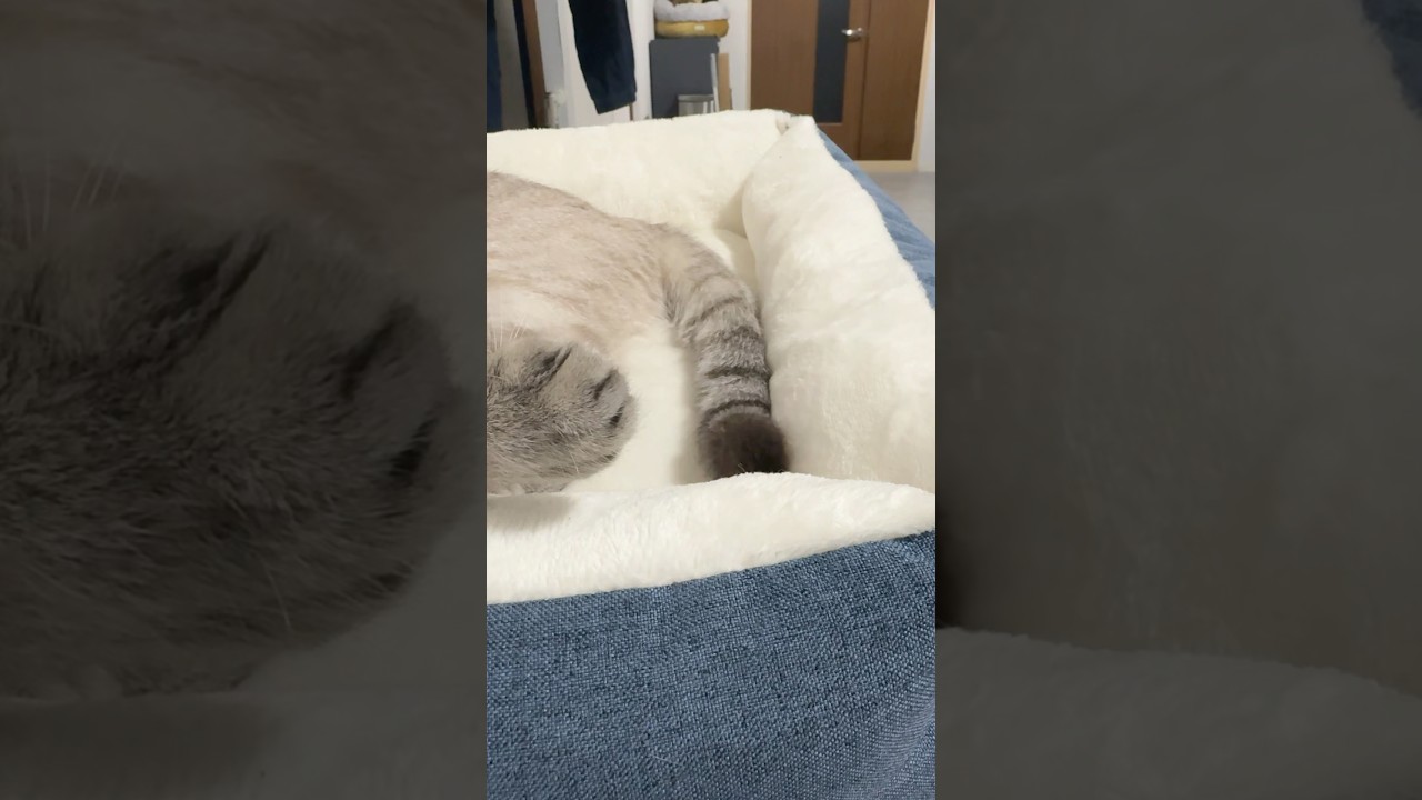 しっぽぺしぺししてる猫　#シャムトラ #元保護猫 #シャムミックス  #cat #猫耳 #kitten  #猫耳 #siamesemix