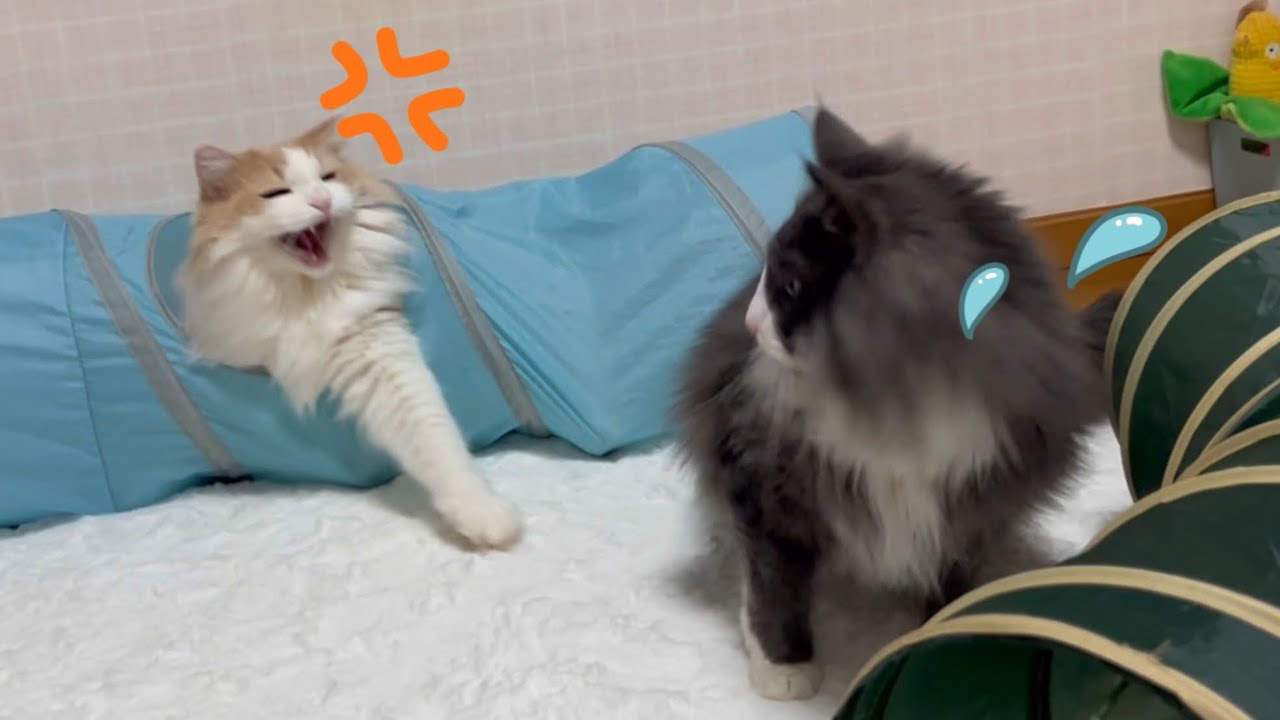 【全員集合‼︎】みんなでお昼寝タイムかと思ったのに…！？ノルウェージャンフォレストキャットとターキッシュアンゴラ