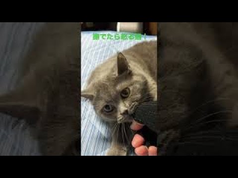 撫でたら怒る猫。ブリティッシュショートヘアあんず♀