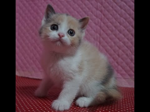 父エキゾ×母ラグドール＃子猫#ダイリュートキャリコ女の子1/31 2025生　生後5週目