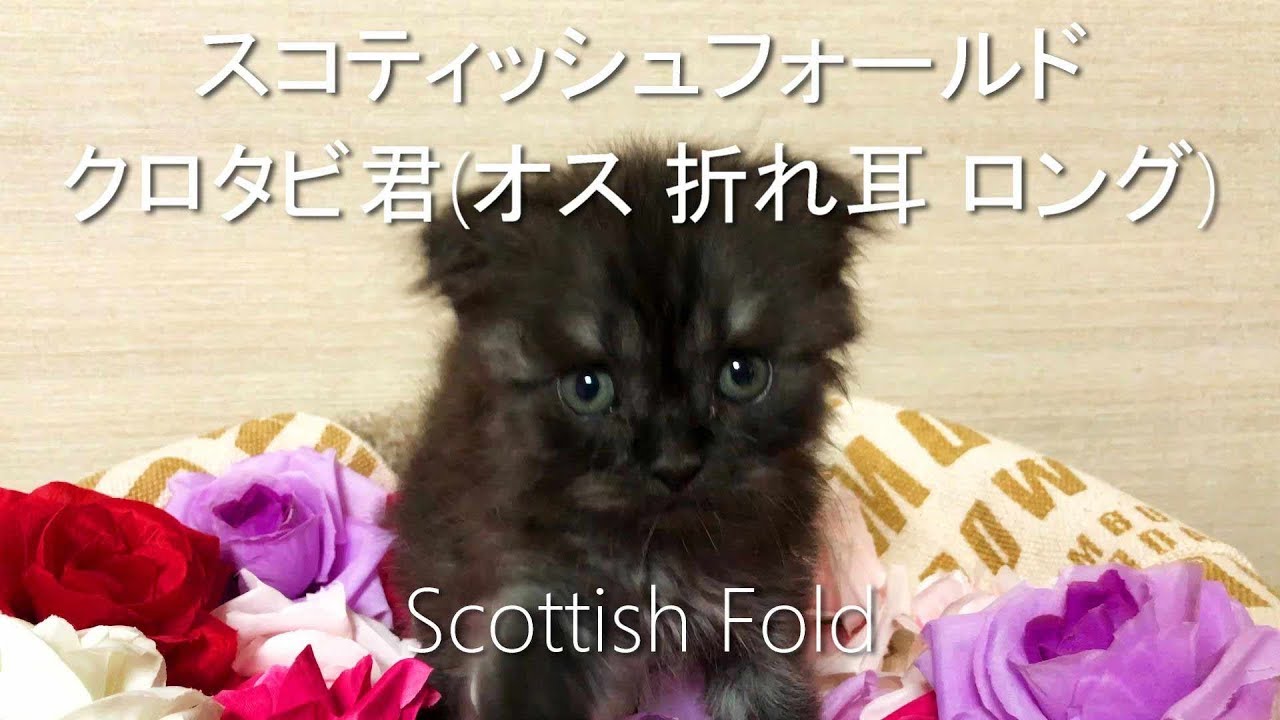 折れ耳でブラックスモークな黒猫君【スコティッシュフォールド子猫動画子猫ブリーダー販売ペットショップ業許可】Cats Kitten Videos