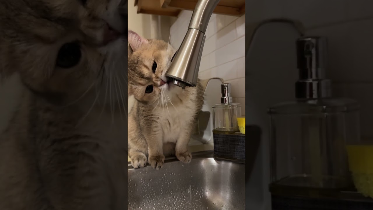 Let me drink some fresh water 😉 #shorts #cat #youtubeshorts #trending #viralvideo #youtube