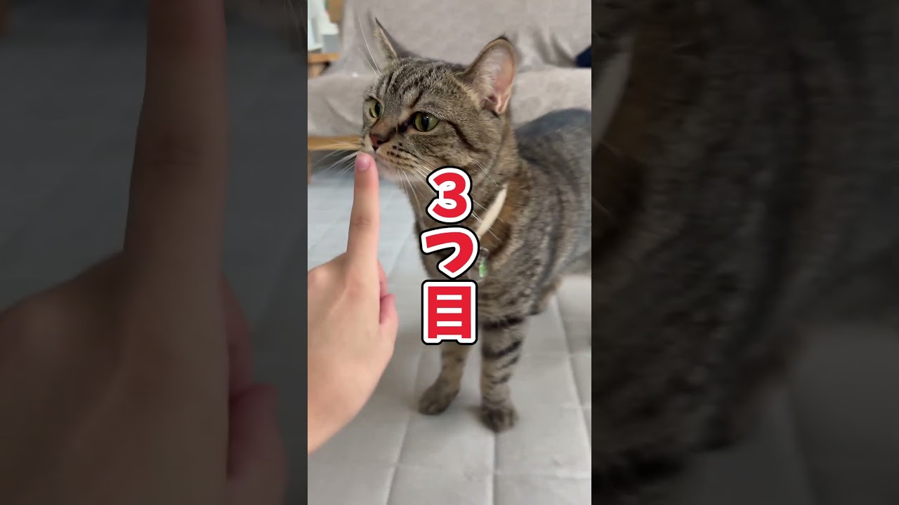 【全部知ってたら猫マスター！】猫ちゃんのオシャレな名前の体の部位😺✨
