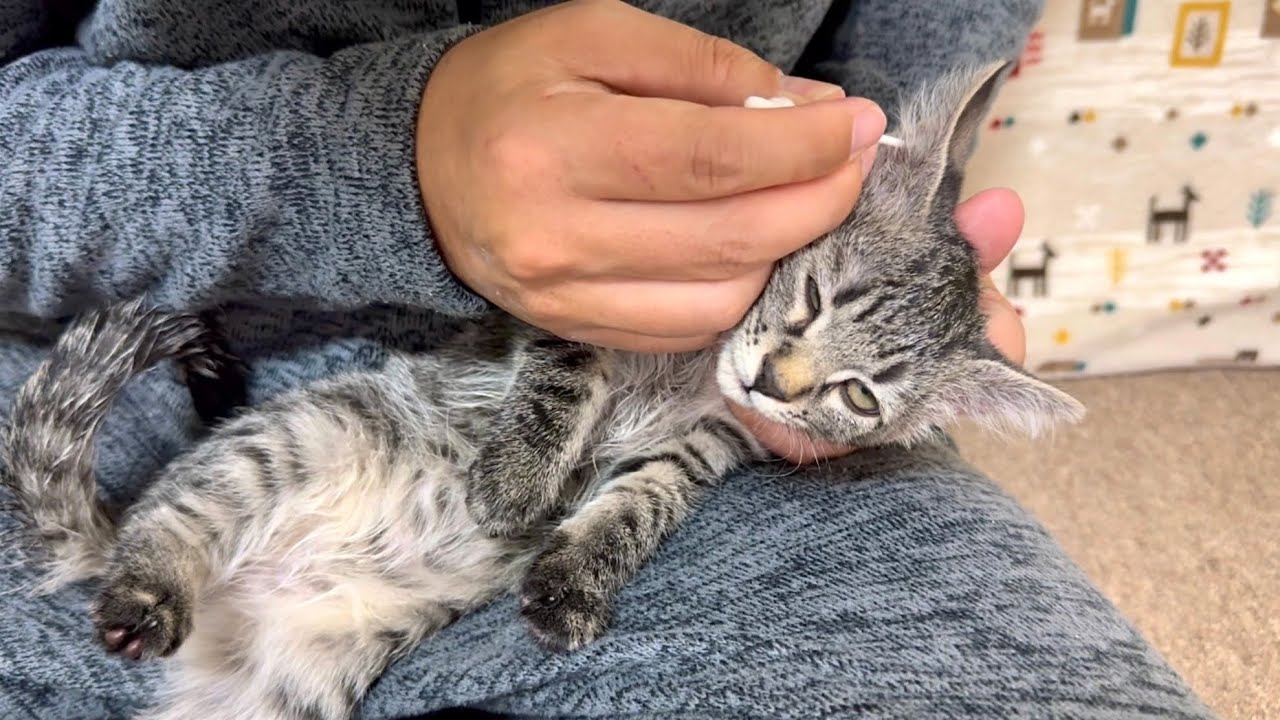 耳かきで目がいっちゃってる子猫について大事なご報告があります【保護猫】